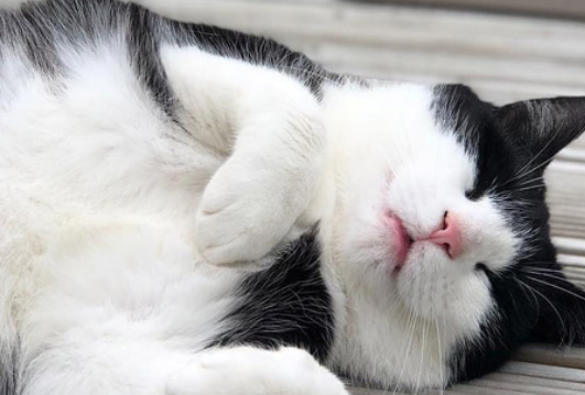 菲尔顿宠物猫咪的兽用阿莫西林与人用的有何区别? 菲尔顿宠物猫咪的兽用阿莫西林与人用的有何区别?