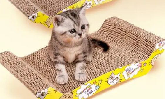 猫咪最喜欢玩什么玩具