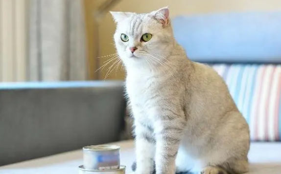 关于猫罐头的这些事情,铲屎官要了解下 关于猫罐头的这些事情,铲屎官要了解下