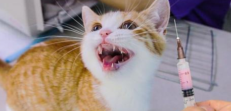 哪些感冒药可以给猫咪吃