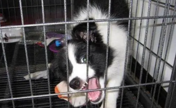 边牧狗笼多少钱