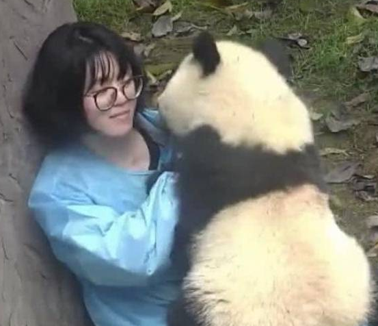 动物园里的大熊猫都比你会撩妹，你敢信？耍起赖来还真有一套