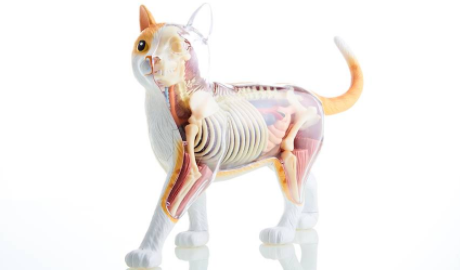 养宠小知识：猫有骨头吗？
