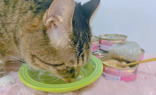 幼猫能不能吃猫罐头