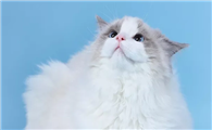 比较适合布偶的猫粮