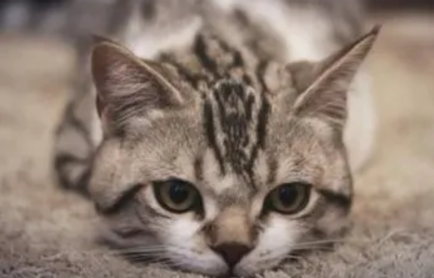 猫抑郁会传染吗？来看看吧