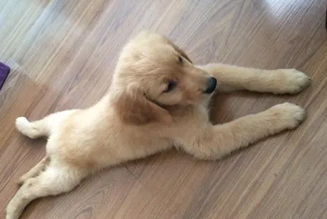 狗多大开始吃钙片 狗多大开始吃钙片