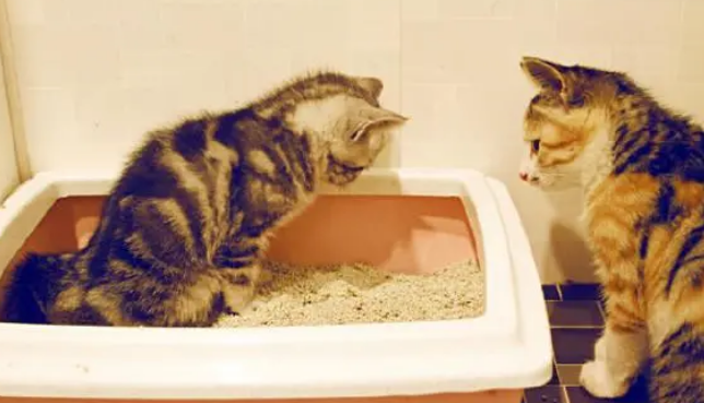 猫砂究竟如何选择？弄清以下几点，为你家猫主子挑选最合适的猫砂