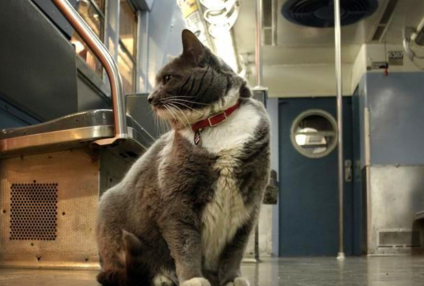 地铁可以带猫吗
