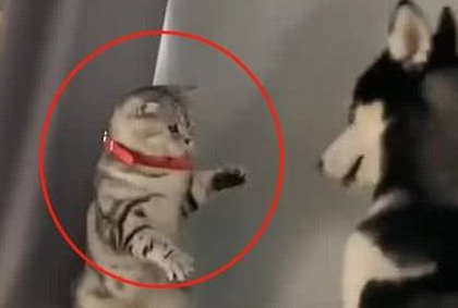 猫咪被二哈“调戏”，瞬间反应吓坏了狗子