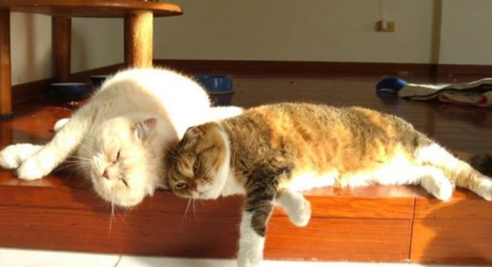猫拉肚子怎么办 快用益生菌