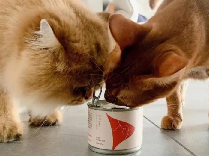猫罐头能放多久