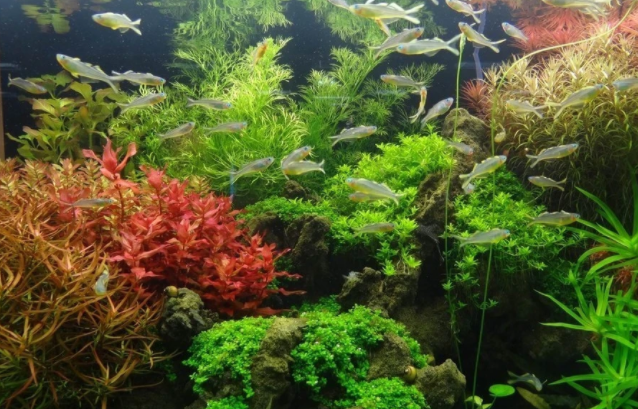 水草，你真的了解吗？