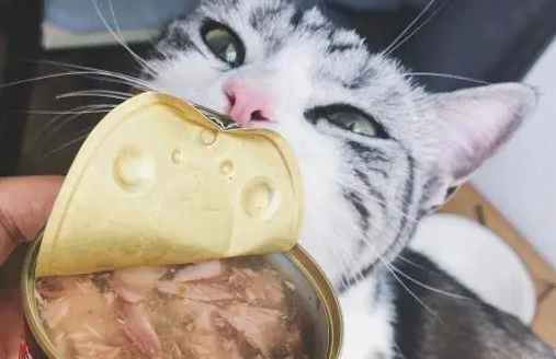 狗罐头猫咪可以吃吗