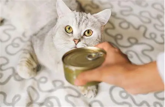 猫每天吃多少罐头
