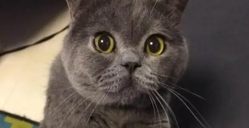 猫舍是什么,是用来干嘛的? 猫舍是什么,是用来干嘛的?