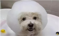 比熊犬专用沐浴露