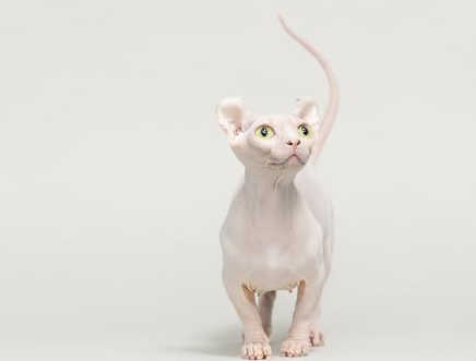 全身没有毛的猫是什么品种?此文见真章~ 全身没有毛的猫是什么品种?此文见真章~