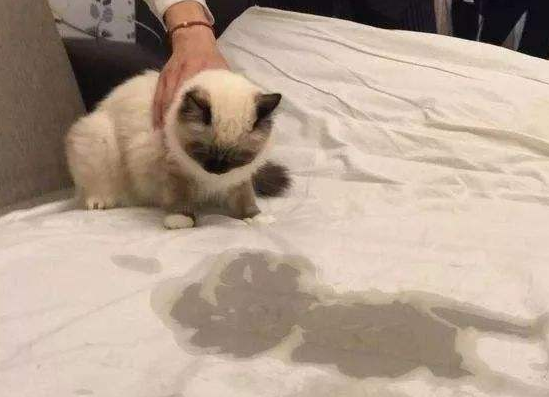 猫对着人滋尿的原因是这个！