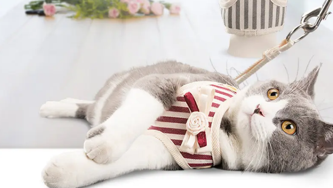 猫咪为什么抗拒牵引绳