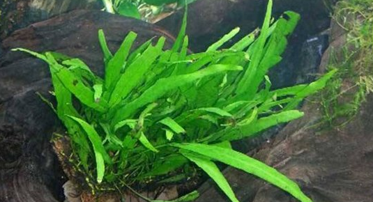常见水草种类及图片 常见水草种类及图片