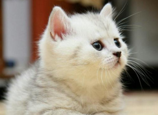 哪个牌子的猫粮不油腻 哪个牌子的猫粮不油腻