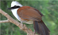 白冠噪鹛的寿命是多久?快来看看吧