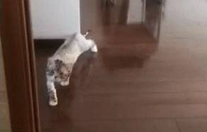 猫咪和铲屎官玩木头人，这走路气势，活像一只小老虎 