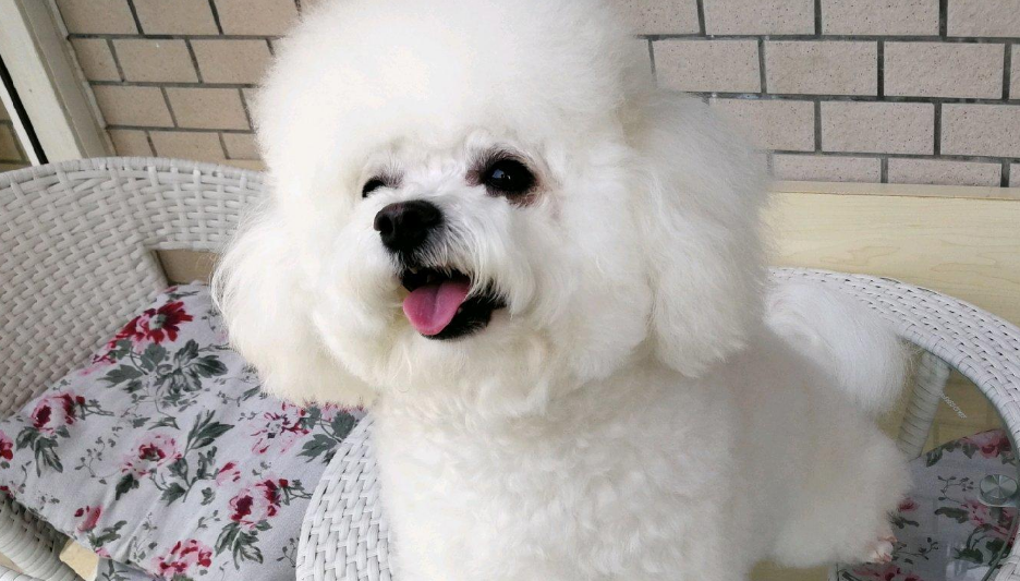 比熊可以换狗粮吗