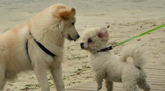 小型犬需要牵引绳吗