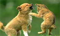 每日一问:猫为什么不如狗通人性?