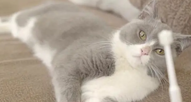怎么帮猫咪刷牙？方法如下