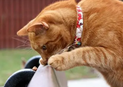 猫咪要带项圈吗