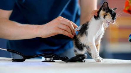 猫咪舔到体外驱虫滴剂了怎么办 猫咪舔到体外驱虫滴剂了怎么办