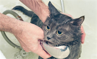 给猫洗澡能用狗的沐浴露吗