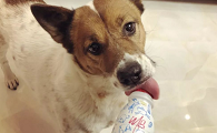 狗吃酸奶可以吗