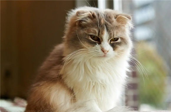 猫咪心情不好怎么办，看完赶紧哄TA！