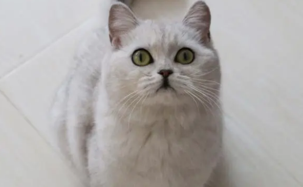 猫咪可以天天吃营养膏吗? 猫咪可以天天吃营养膏吗?