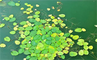 怕光的水草能在鱼缸里能吸收有害物质