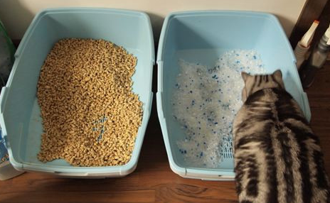 猫砂10l是多少公斤 猫砂10l是多少公斤