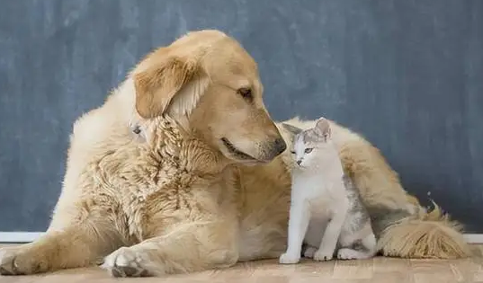 狗子能用猫砂吗 狗子能用猫砂吗
