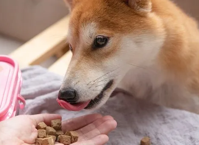 买什么狗零食好