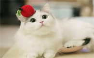 猫用益生菌是什么,幼猫益生菌是否有必要吃