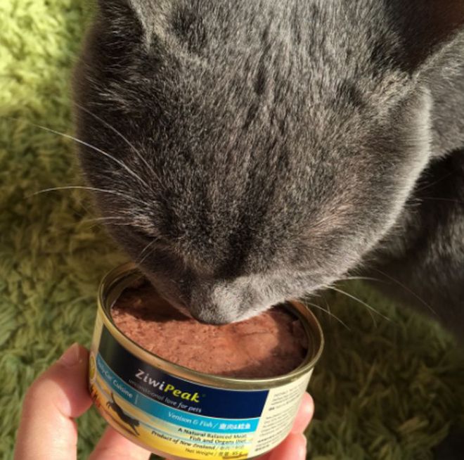 猫条和猫罐头的区别