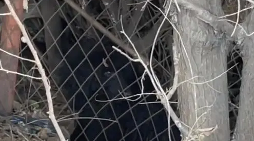 流浪泰迪犬,得知小哥是来帮它的后,立马就卸下防备 流浪泰迪犬,得知小哥是来帮它的后,立马就卸下防备