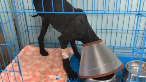 流浪泰迪犬,得知小哥是来帮它的后,立马就卸下防备 流浪泰迪犬,得知小哥是来帮它的后,立马就卸下防备