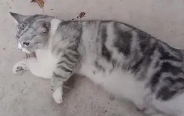 发现猫咪坠楼受伤后,主人直接放弃 发现猫咪坠楼受伤后,主人直接放弃
