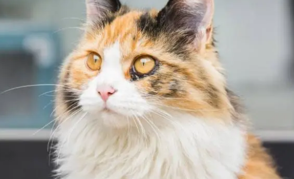 猫罐头冷知识!给猫喂食猫罐头,需要注意这些 猫罐头冷知识!给猫喂食猫罐头,需要注意这些