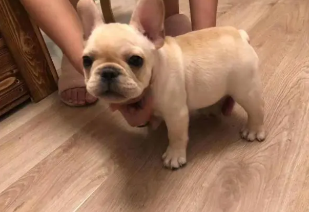 狗狗的钙片什么时候吃最好？怎么吃最好？