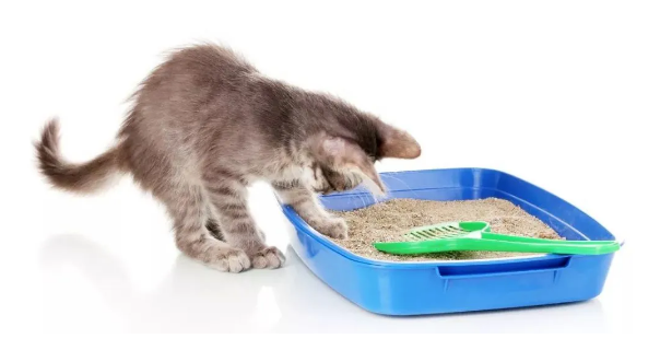 猫咪多大教它用猫砂 猫咪多大教它用猫砂
